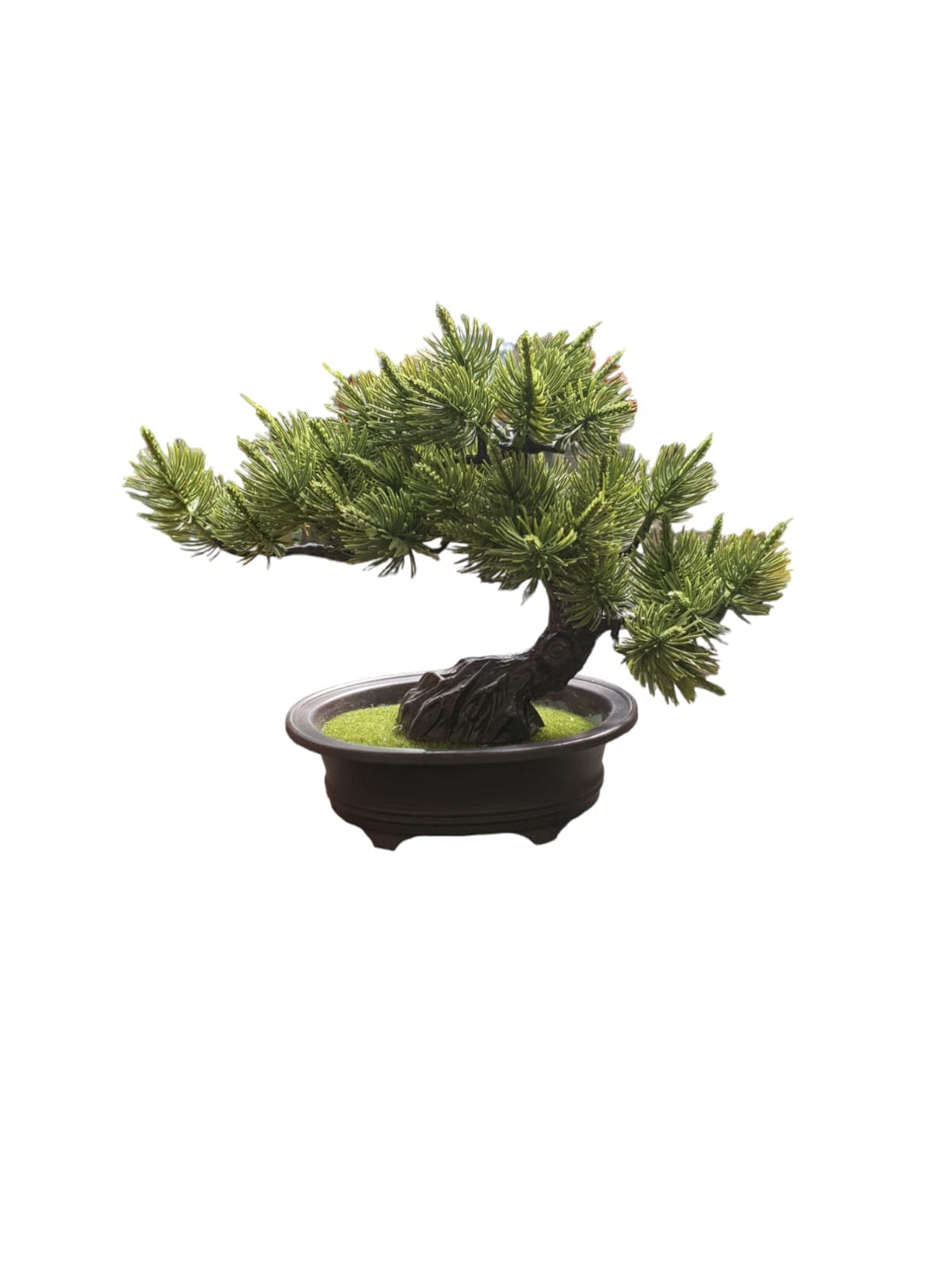 Bonsai maceta café s