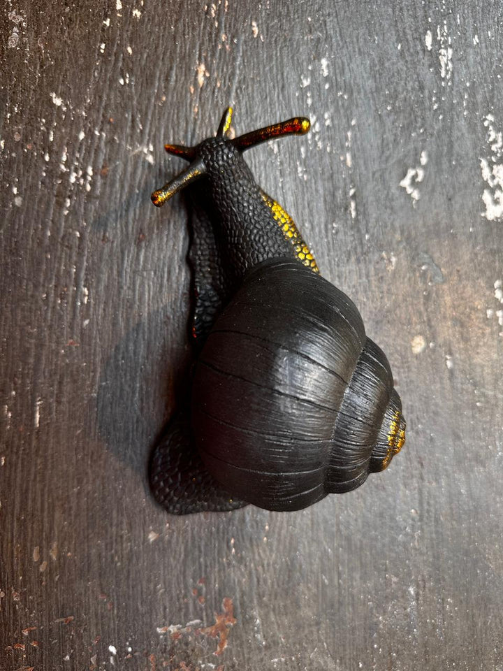 Caracol Negro con Dorado