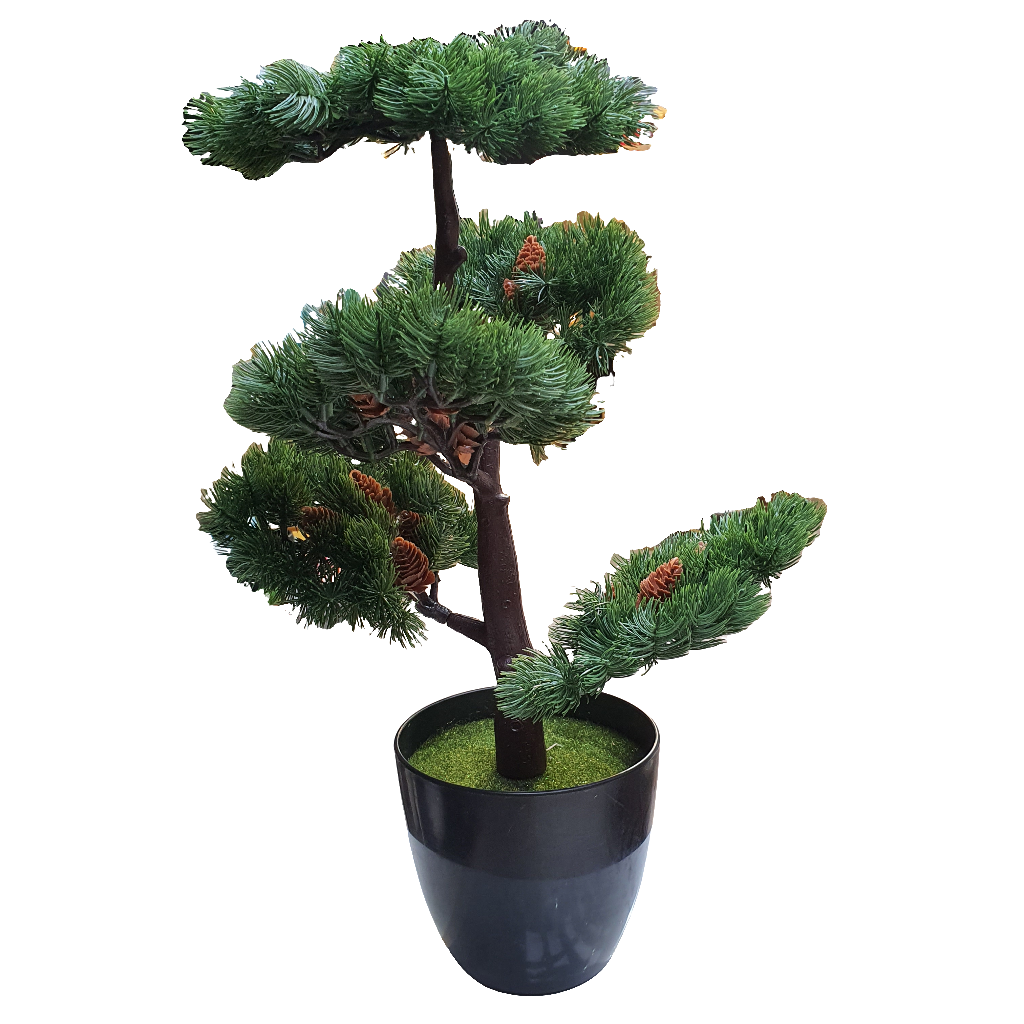 BonSai Maceta Negra