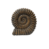 Fosil Amonites