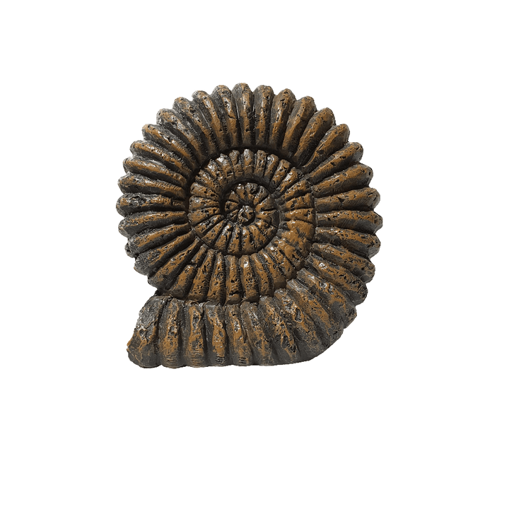 Fosil Amonites CASONA DECO decoracion