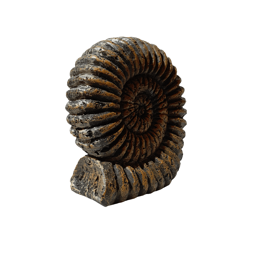 Fosil Amonites CASONA DECO decoracion
