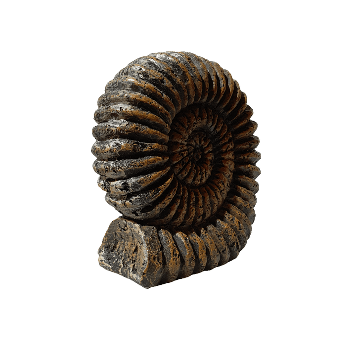 Fosil Amonites CASONA DECO decoracion