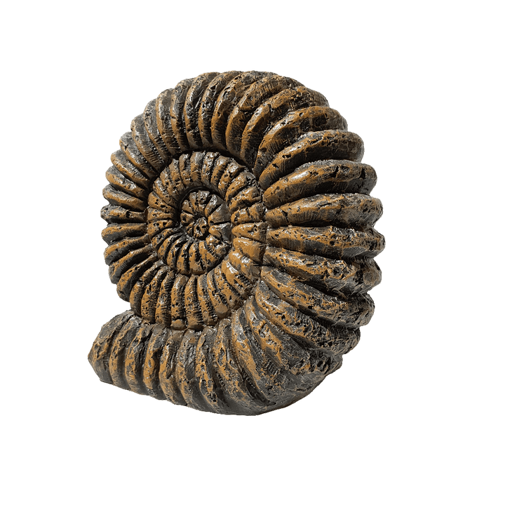 Fosil Amonites CASONA DECO decoracion
