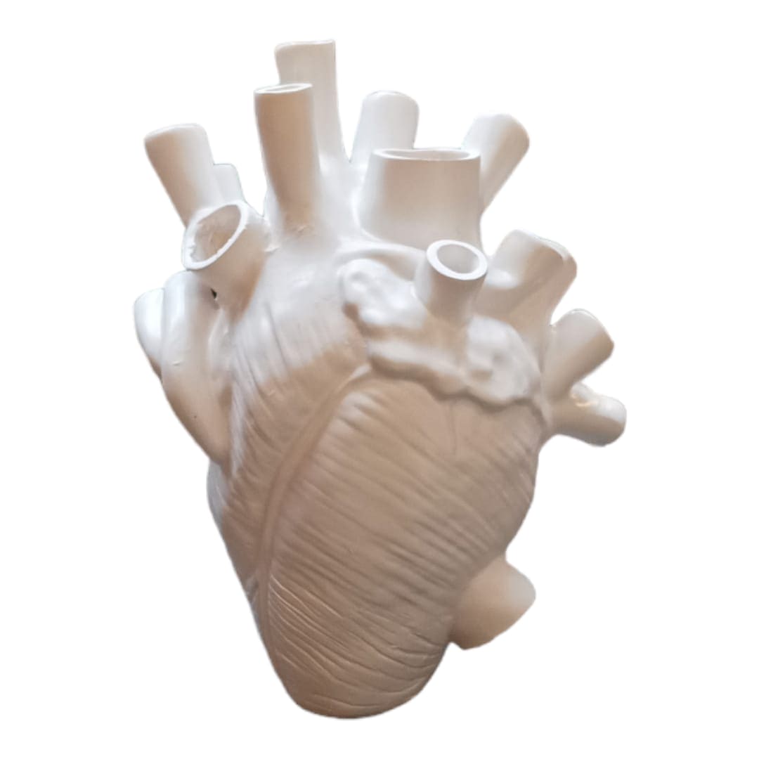 Corazon Humano Blanco Xz-W