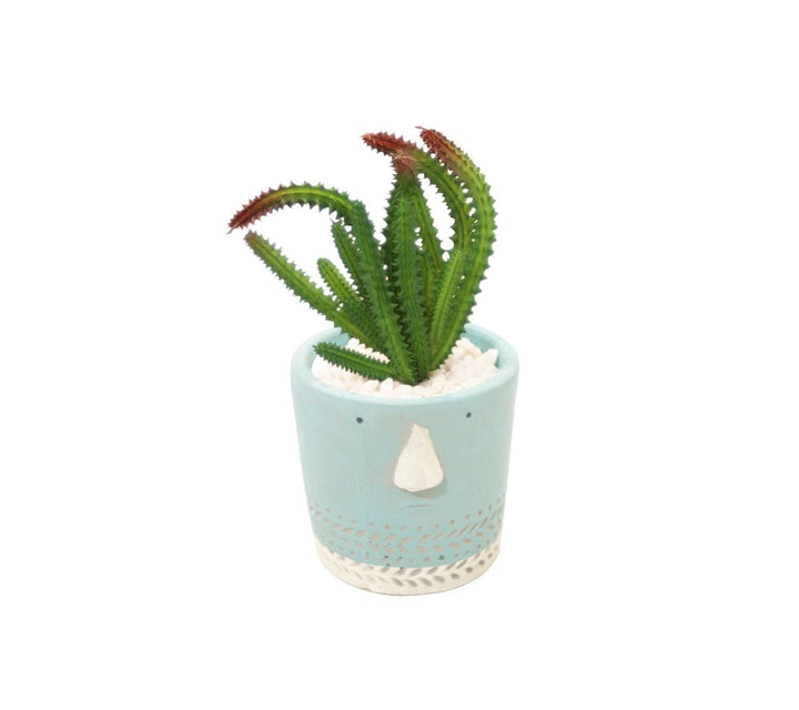 Suculenta M CASONA DECO plantas