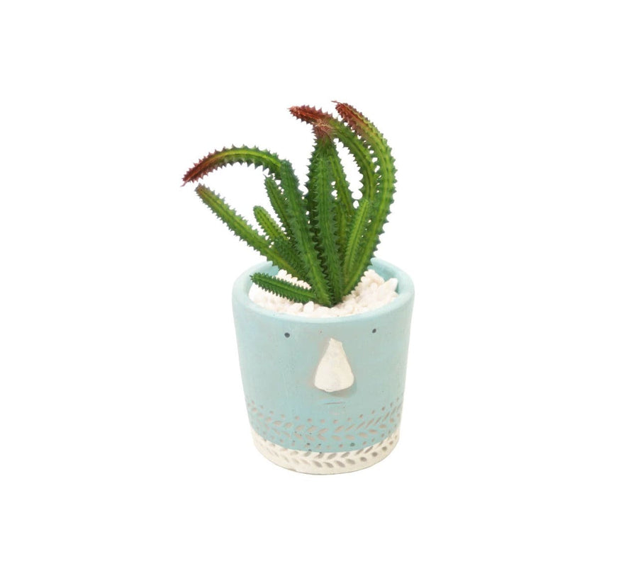 Suculenta M CASONA DECO plantas